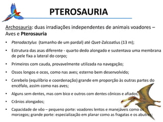 PTEROSAURIA
Archosauria: duas irradiações independentes de animais voadores –
Aves e Pterosauria
• Pterodactylus (tamanho de um pardal) até Quet-Zalcoatlus (13 m);
• Estrutura das asas diferente - quarto dedo alongado e sustentava uma membrana
de pele fixa a lateral do corpo;
• Primeiros com cauda, provavelmente utilizada na navegação;
• Ossos longos e ocos, como nas aves; esterno bem desenvolvido;
• Cerebelo (equilíbrio e coordenação) grande em proporção às outras partes do
encéfalo, assim como nas aves;
• Alguns sem dentes, mas com bico e outros com dentes cônicos e afiados;
• Crânios alongados;
• Capacidade de vôo – pequeno porte: voadores lentos e manejáveis como os
morcegos; grande porte: especialização em planar como as fragatas e os abutres;
 