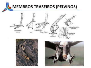 MEMBROS TRASEIROS (PELVINOS)
 