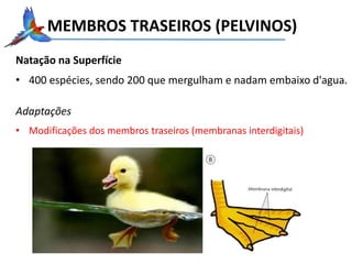 MEMBROS TRASEIROS (PELVINOS)
Natação na Superfície
• 400 espécies, sendo 200 que mergulham e nadam embaixo d'agua.
Adaptações
• Modificações dos membros traseiros (membranas interdigitais)
 