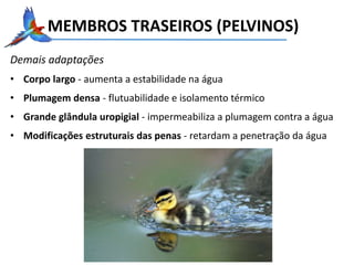 Demais adaptações
• Corpo largo - aumenta a estabilidade na água
• Plumagem densa - flutuabilidade e isolamento térmico
• Grande glândula uropigial - impermeabiliza a plumagem contra a água
• Modificações estruturais das penas - retardam a penetração da água
MEMBROS TRASEIROS (PELVINOS)
 