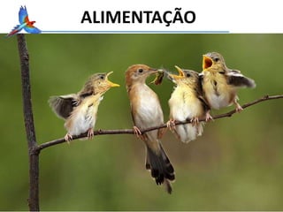 ALIMENTAÇÃO
 