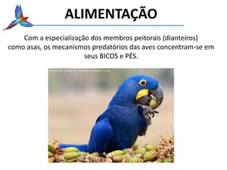 Com a especialização dos membros peitorais (dianteiros)
como asas, os mecanismos predatórios das aves concentram-se em
seus BICOS e PÉS.
ALIMENTAÇÃO
 
