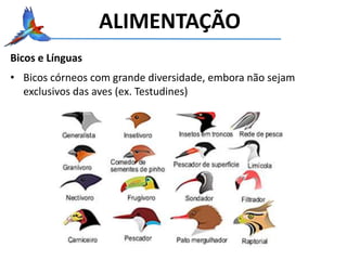 Bicos e Línguas
• Bicos córneos com grande diversidade, embora não sejam
exclusivos das aves (ex. Testudines)
ALIMENTAÇÃO
 
