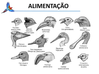 ALIMENTAÇÃO
 