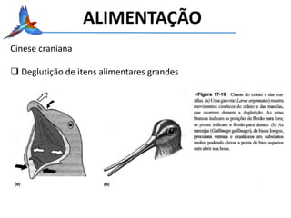 Cinese craniana
 Deglutição de itens alimentares grandes
ALIMENTAÇÃO
 