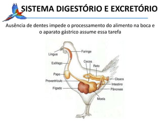 SISTEMA DIGESTÓRIO E EXCRETÓRIO
Ausência de dentes impede o processamento do alimento na boca e
o aparato gástrico assume essa tarefa
 