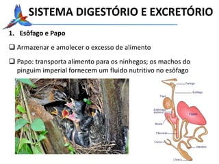 1. Esôfago e Papo
 Armazenar e amolecer o excesso de alimento
 Papo: transporta alimento para os ninhegos; os machos do
pinguim imperial fornecem um fluido nutritivo no esôfago
SISTEMA DIGESTÓRIO E EXCRETÓRIO
 