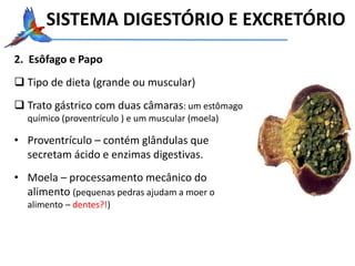 2. Esôfago e Papo
 Tipo de dieta (grande ou muscular)
 Trato gástrico com duas câmaras: um estômago
químico (proventrículo ) e um muscular (moela)
• Proventrículo – contém glândulas que
secretam ácido e enzimas digestivas.
• Moela – processamento mecânico do
alimento (pequenas pedras ajudam a moer o
alimento – dentes?!)
SISTEMA DIGESTÓRIO E EXCRETÓRIO
 