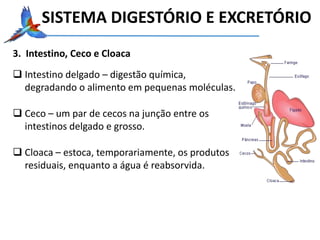 3. Intestino, Ceco e Cloaca
 Intestino delgado – digestão química,
degradando o alimento em pequenas moléculas.
 Ceco – um par de cecos na junção entre os
intestinos delgado e grosso.
 Cloaca – estoca, temporariamente, os produtos
residuais, enquanto a água é reabsorvida.
SISTEMA DIGESTÓRIO E EXCRETÓRIO
 