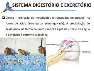  Cloaca – excreção de metabólitos nitrogenados (impurezas) na
forma de ácido úrico (pasta esbranquiçada). A precipitação do
ácido úrico, na forma de uratos, retira a água da urina e esta água
é devolvida à corrente sanguínea.
SISTEMA DIGESTÓRIO E EXCRETÓRIO
 