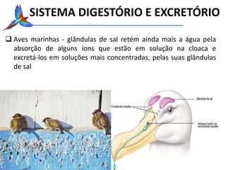  Aves marinhas - glândulas de sal retém ainda mais a água pela
absorção de alguns íons que estão em solução na cloaca e
excretá-los em soluções mais concentradas, pelas suas glândulas
de sal
SISTEMA DIGESTÓRIO E EXCRETÓRIO
 