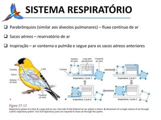 SISTEMA RESPIRATÓRIO
 Parabrônquios (similar aos álveolos pulmonares) – fluxo contínuo de ar
 Sacos aéreos – reservatório de ar
 Inspiração – ar contorna o pulmão e segue para os sacos aéreos anteriores
 