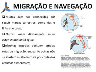 MIGRAÇÃO E NAVEGAÇÃO
 Muitas aves são conhecidas por
seguir marcas terrestres, como rios e
linhas de costa;
 Outras voam diretamente sobre
extensas massas d’água;
Algumas espécies possuem amplas
rotas de migração, enquanto outras não
se afastam muito da costa por conta dos
recursos alimentares;
 