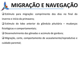 MIGRAÇÃO E NAVEGAÇÃO
 Estímulo para migração: comprimento dos dias no final do
inverno e início da primavera;
 Estímulo do lobo anterior da glândula pituitária – mudanças
fisiológicas e comportamentais;
 Desenvolvimento das gônadas e acúmulo de gordura;
 Migração, corte, comportamento de acasalamento/reprodutivo e
cuidado parental;
 