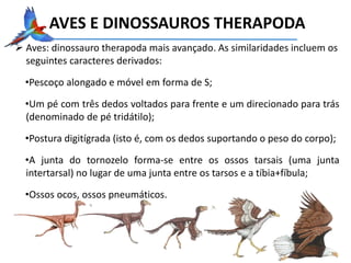 AVES E DINOSSAUROS THERAPODA
 Aves: dinossauro therapoda mais avançado. As similaridades incluem os
seguintes caracteres derivados:
•Pescoço alongado e móvel em forma de S;
•Um pé com três dedos voltados para frente e um direcionado para trás
(denominado de pé tridátilo);
•Postura digitígrada (isto é, com os dedos suportando o peso do corpo);
•A junta do tornozelo forma-se entre os ossos tarsais (uma junta
intertarsal) no lugar de uma junta entre os tarsos e a tíbia+fíbula;
•Ossos ocos, ossos pneumáticos.
 