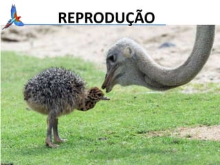 REPRODUÇÃO
 