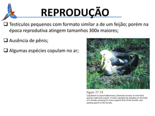 REPRODUÇÃO
 Testículos pequenos com formato similar a de um feijão; porém na
época reprodutiva atingem tamanhos 300x maiores;
 Ausência de pênis;
 Algumas espécies copulam no ar;
 