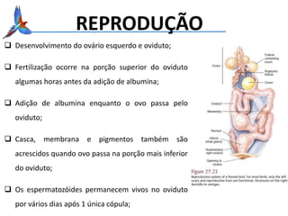 REPRODUÇÃO
 Desenvolvimento do ovário esquerdo e oviduto;
 Fertilização ocorre na porção superior do oviduto
algumas horas antes da adição de albumina;
 Adição de albumina enquanto o ovo passa pelo
oviduto;
 Casca, membrana e pigmentos também são
acrescidos quando ovo passa na porção mais inferior
do oviduto;
 Os espermatozóides permanecem vivos no oviduto
por vários dias após 1 única cópula;
 