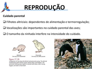 Cuidado parental
 Filhotes altriciais: dependentes de alimentação e termorregulação;
 Vocalizações são importantes no cuidado parental das aves;
 O tamanho da ninhada interfere na intensidade do cuidado.
REPRODUÇÃO
 
