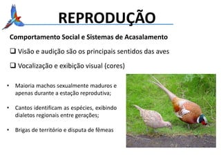 REPRODUÇÃO
Comportamento Social e Sistemas de Acasalamento
 Visão e audição são os principais sentidos das aves
 Vocalização e exibição visual (cores)
• Maioria machos sexualmente maduros e
apenas durante a estação reprodutiva;
• Cantos identificam as espécies, exibindo
dialetos regionais entre gerações;
• Brigas de território e disputa de fêmeas
 
