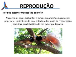 REPRODUÇÃO
Por que escolher machos tão bonitos?
Nas aves, as cores brilhantes e outros ornamentos dos machos
podem ser indicativos do bom estado nutricional, de resistência a
parasitas, ou de habilidade em evitar predadores.
 