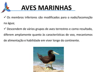 AVES MARINHAS
 Os membros inferiores são modificados para o nado/locomoção
na água;
 Descendem de vários grupos de aves terrestres e como resultado,
diferem amplamente quanto às características de voo, mecanismos
de alimentação e habilidade em viver longe do continente.
 
