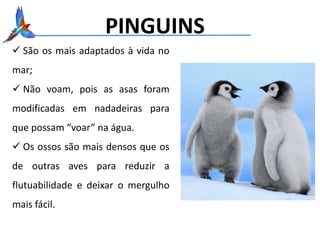 PINGUINS
 São os mais adaptados à vida no
mar;
 Não voam, pois as asas foram
modificadas em nadadeiras para
que possam “voar” na água.
 Os ossos são mais densos que os
de outras aves para reduzir a
flutuabilidade e deixar o mergulho
mais fácil.
 