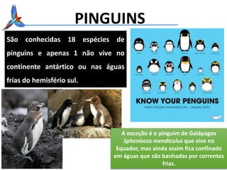 PINGUINS
São conhecidas 18 espécies de
pinguins e apenas 1 não vive no
continente antártico ou nas águas
frias do hemisfério sul.
A exceção é o pinguim de Galápagos
Spheniscus mendiculus que vive no
Equador, mas ainda assim fica confinado
em águas que são banhadas por correntes
frias.
 