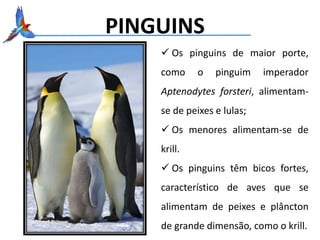 PINGUINS
 Os pinguins de maior porte,
como o pinguim imperador
Aptenodytes forsteri, alimentam-
se de peixes e lulas;
 Os menores alimentam-se de
krill.
 Os pinguins têm bicos fortes,
característico de aves que se
alimentam de peixes e plâncton
de grande dimensão, como o krill.
 