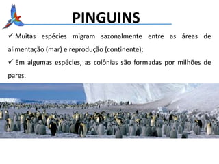 PINGUINS
 Muitas espécies migram sazonalmente entre as áreas de
alimentação (mar) e reprodução (continente);
 Em algumas espécies, as colônias são formadas por milhões de
pares.
 