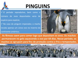 PINGUINS
 O período reprodutivo, bem como o
número de ovos depositados varia de
espécie para espécie;
 No caso do pinguim imperador, o macho
incuba apenas um único ovo no inverno do
continente antártico.
As fêmeas saem para comer logo que depositam os ovos. Os machos
permanecem no gelo aquecendo o ovo por 64 dias. Nesse período, os
machos se agrupam para fins de proteção contra o frio e tempestades.
 