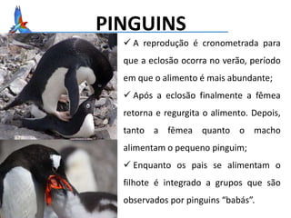 PINGUINS
 A reprodução é cronometrada para
que a eclosão ocorra no verão, período
em que o alimento é mais abundante;
 Após a eclosão finalmente a fêmea
retorna e regurgita o alimento. Depois,
tanto a fêmea quanto o macho
alimentam o pequeno pinguim;
 Enquanto os pais se alimentam o
filhote é integrado a grupos que são
observados por pinguins “babás”.
 