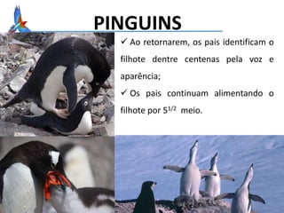 PINGUINS
 Ao retornarem, os pais identificam o
filhote dentre centenas pela voz e
aparência;
 Os pais continuam alimentando o
filhote por 51/2 meio.
 