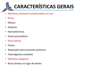 CARACTERÍSTICAS GERAIS
• Membros anteriores transformados em asas
• Penas
• Dióicos
• Ovíparos
• Homeotérmicos
• Ossos pneumáticos
• Sacos aéreos
• Cloaca
• Respiração exclusivamente pulmonar
• Tubo digestivo completo
• Glândula uropigiana
• Bicos córneos no lugar de dentes
 