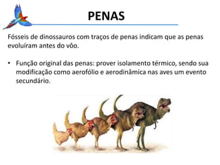 PENAS
Fósseis de dinossauros com traços de penas indicam que as penas
evoluíram antes do vôo.
• Função original das penas: prover isolamento térmico, sendo sua
modificação como aerofólio e aerodinâmica nas aves um evento
secundário.
 