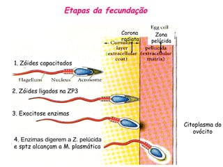 Etapas da fecundação
1. Zóides capacitados
2. Zóides ligados na ZP3
3. Exocitose enzimas
4. Enzimas digerem a Z. pelúcida
e sptz alcançam a M. plasmática
Corona
radiata
Citoplasma do
ovócito
Zona
pelúcida
 