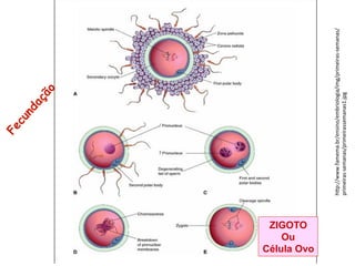 h%p://www.famema.br/ensino/embriologia/img/primeiras@semanas/
primeiras@semanas/primeirassemanas1.jpg"
ZIGOTO
Ou
Célula Ovo
 