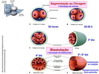 h%p://www.famema.br/ensino/embriologia/img/primeiras@semanas/
primeiras@semanas/primeirassemanas1.jpg" Segmentação ou Clivagem
= formação da mórula
Blastulação
= formação do blastocisto
Implantação
ou nidação
4º dia 5º- 6º dia
30 horas 30-50 h
3º dia
Desaparecimento
Zona pelúcida
 