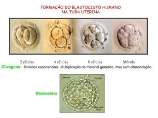 2 células 4 células 8 células Mórula
FORMAÇÃO DO BLASTOCISTO HUMANO
NA TUBA UTERINA
Clivagens: Divisões exponenciais. Multiplicação do material genético, mas sem diferenciação
Blastocisto
 