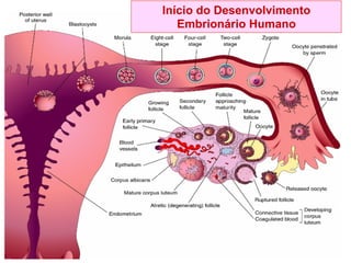 12"
FERTILIZAÇÃO HUMANA
TUBA UTERINA - BLASTOCISTO
Início do Desenvolvimento
Embrionário Humano
 