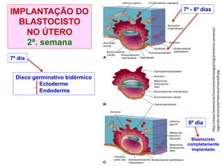h%p://www.famema.br/ensino/embriologia/img/primeiras@semanas/
segunda@semana/primeirassemanas8.jpg"
7º - 8º dias
9º dia
Blastocisto
completamente
implantado
7º dia
Disco germinativo bidérmico
Ectoderme
Endoderme
IMPLANTAÇÃO DO
BLASTOCISTO
NO ÚTERO
2ª. semana
 
