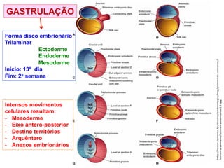 h%p://www.famema.br/ensino/embriologia/img/primeiras@semanas/
terceira@semana/primeirassemanas13.jpg"
GASTRULAÇÃO
Forma disco embrionário
Trilaminar
Ectoderme
Endoderme
Mesoderme
Início: 13º dia
Fim: 2a semana
Intensos movimentos
celulares resultam:
- Mesoderme
- Eixo antero-posterior
- Destino territórios
- Arquêntero
- Anexos embrionários
 