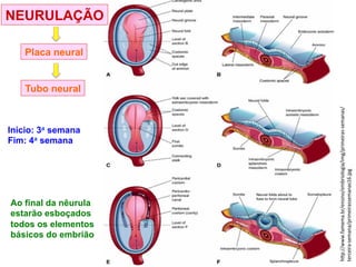 h%p://www.famema.br/ensino/embriologia/img/primeiras@semanas/
terceira@semana/primeirassemanas16.jpg"
NEURULAÇÃO
Placa neural
Tubo neural
Início: 3a semana
Fim: 4a semana
Ao final da nêurula
estarão esboçados
todos os elementos
básicos do embrião
 