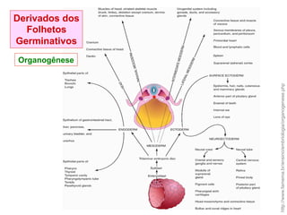 http://www.famema.br/ensino/embriologia/organogenese.php
Derivados dos
Folhetos
Germinativos
Organogênese
 