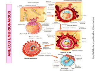 h%p://dc347.4shared.com/doc/eRre_tN7/preview.html"
ANEXOS
EMBRIONÁRIOS
 