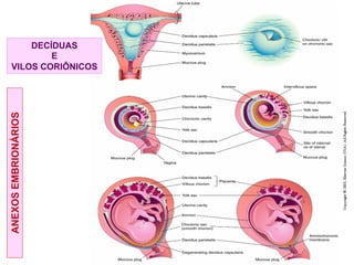 DECÍDUAS
E
VILOS CORIÔNICOS
ANEXOS
EMBRIONÁRIOS
 