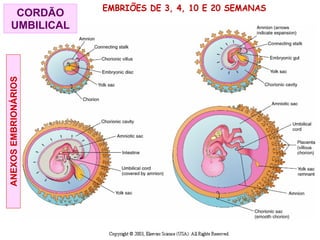EMBRIÕES DE 3, 4, 10 E 20 SEMANAS
CORDÃO
UMBILICAL
ANEXOS
EMBRIONÁRIOS
 