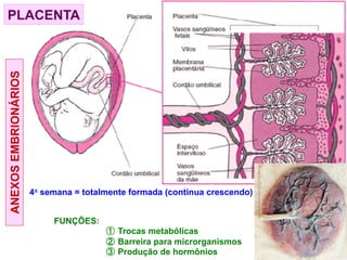 ANEXOS
EMBRIONÁRIOS
PLACENTA
4a semana = totalmente formada (continua crescendo)
FUNÇÕES:
① Trocas metabólicas
② Barreira para microrganismos
③ Produção de hormônios
 