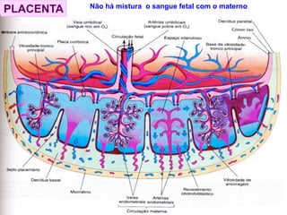 PLACENTA Não há mistura o sangue fetal com o materno
 