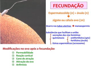 FECUNDAÇÃO
Espermatozóide (n) + óvulo (n)
ê
zigoto ou célula ovo (2n)
Ocorre nas tubas uterinas è monoespermia
Substâncias que facilitam a união:
- secreções das vias femininas
- quimiotaxia - antifertilizina (sptz)
- fertilizina (óvulo)
- lisinas espermáticas (acrossomo)
Modiﬁcações no ovo após a fecundação:
① Permeabilidade
② Reação cortical
③ Cone de atração
④ Ativação do ovo
⑤ Anﬁmixia
 